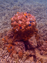 ปะการัง-เกาะนางยวน-30
